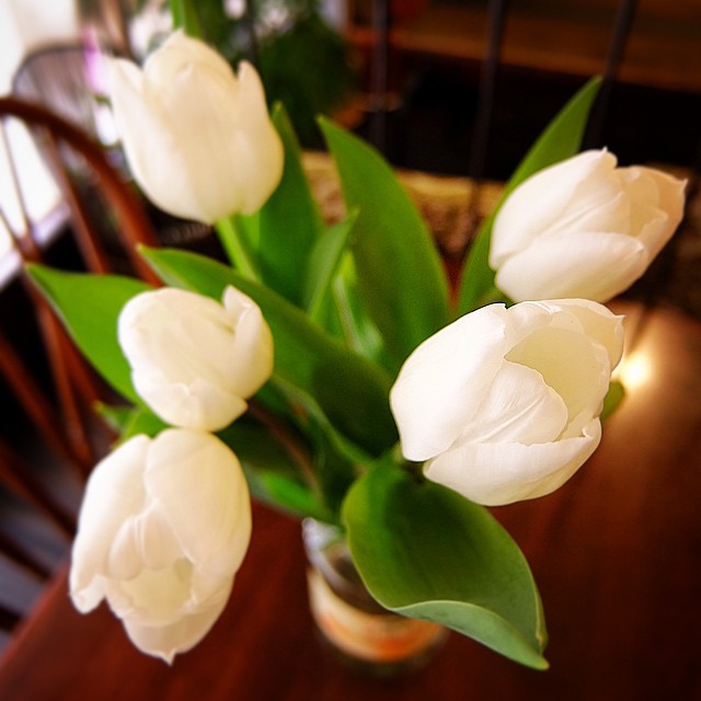昨日お客さんで来てくれた元スタッフのイノさん…うちにいた頃は園芸部長でもありましたが、えぇ、昨日は店長ミヤザキ父、通称ミヤちゃんの命日でもあり、白いチューリップをプレゼントしてくれました。楚々として美しい。ありがとう。（お）