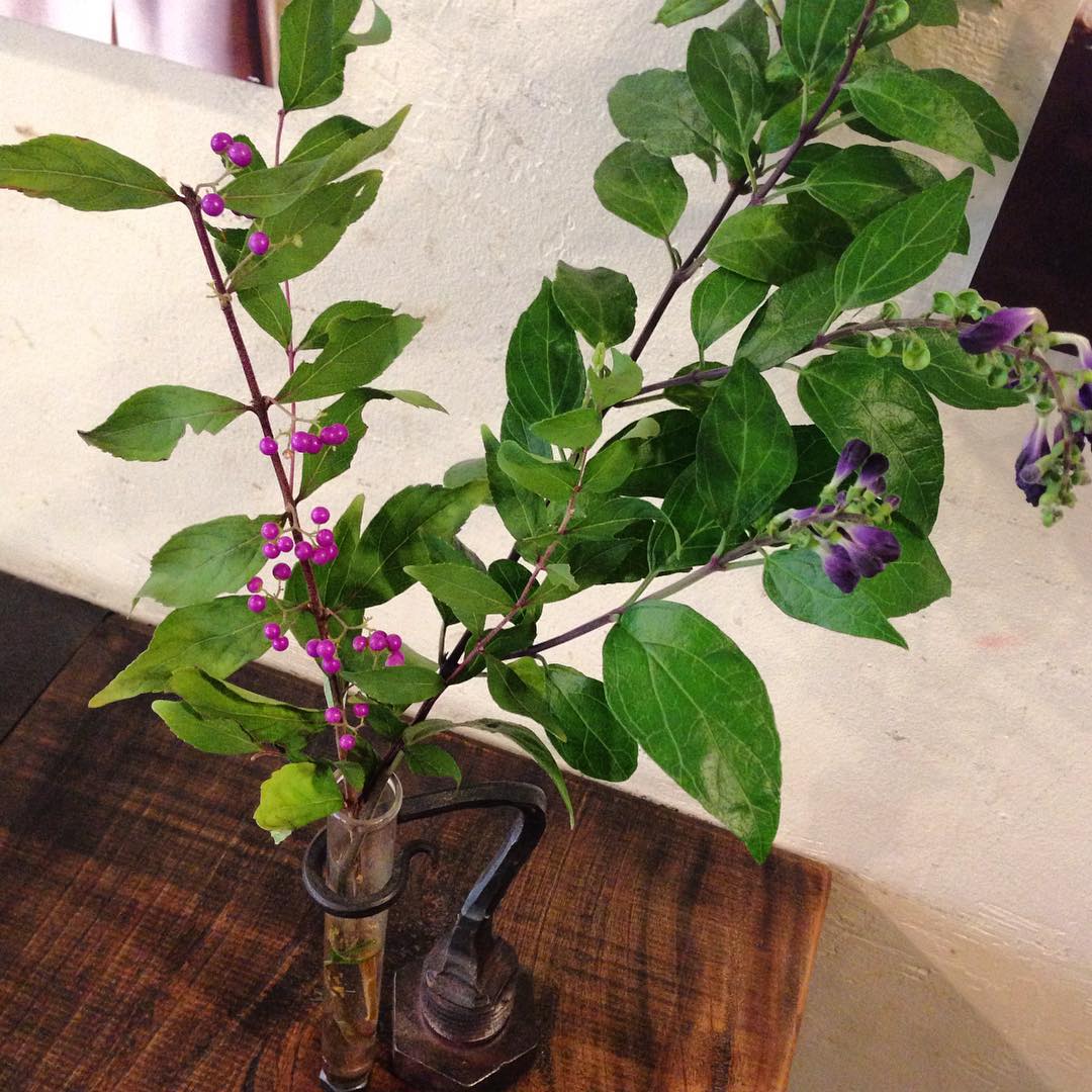 左の紫の実をつけているのが「むらさきしきぶ」なんだそうです。初めて見ました。少し緑があると景色が潤いますよね。(うめ)