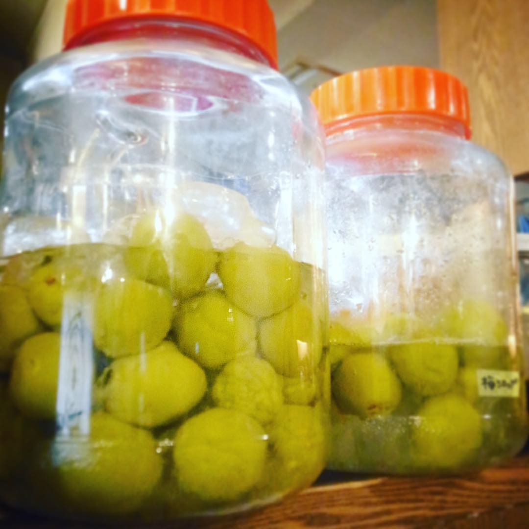 先週漬けた梅シロップ…梅からふつふつエキスが出て来てますね！いや、漬け終わる頃には梅はしわくちゃになるはずだから、まだ時間はかかりますよと…ま、でもひと月はかからないんじゃないかなと沼田さん…楽しみですな！（お）