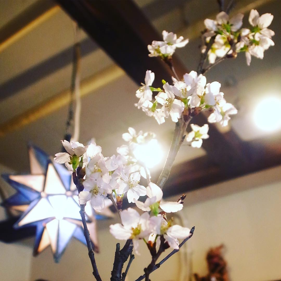 4月ですよ！と土曜日は、新スタッフのトミー…お姉さん（実は双子！）がお花関係のお仕事をされていて、桜の枝をいただきました！（ありがとうございます）リトスタでほんのり花見もまたイイネ（お）