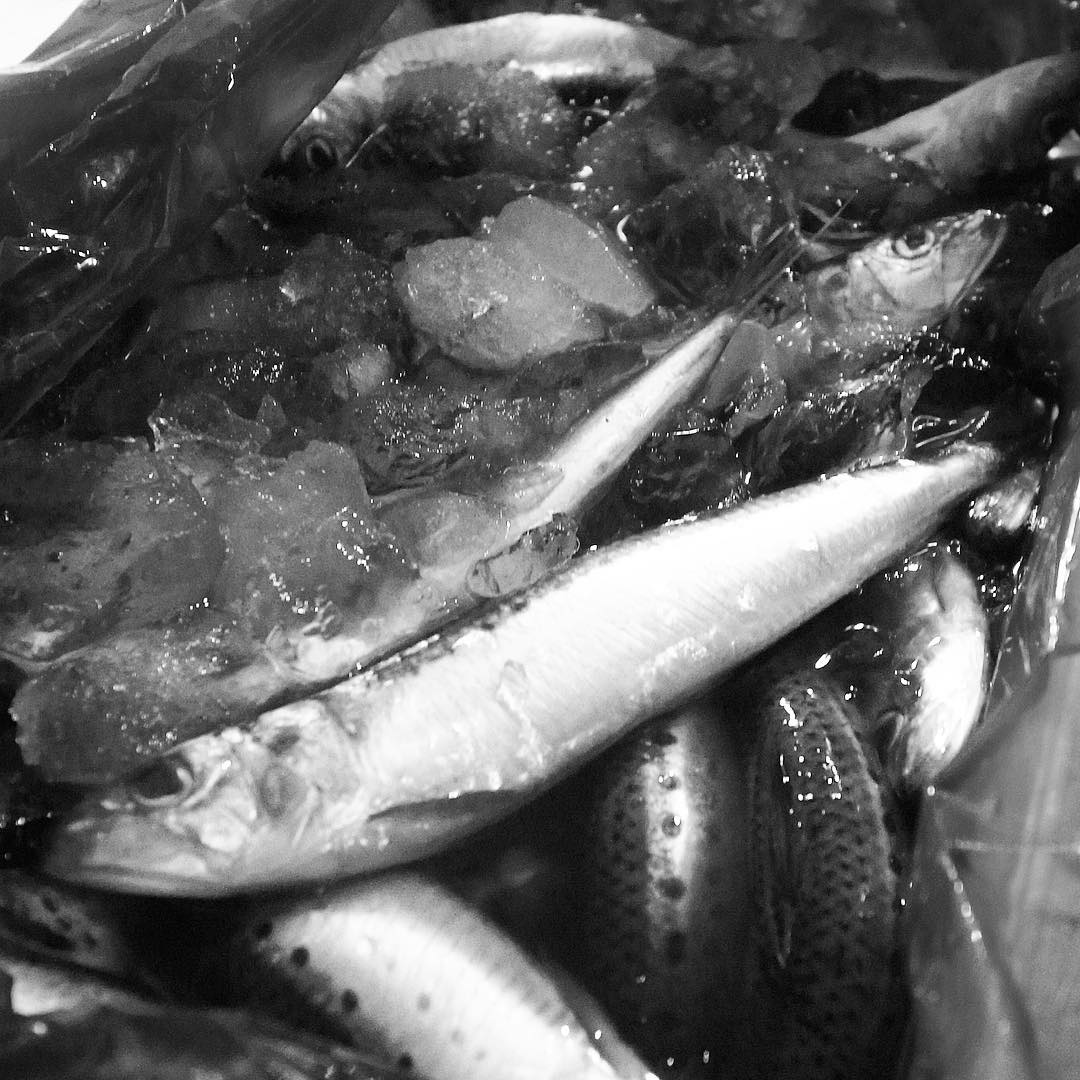 そして午後は築地からぴかぴか鰯が届いたよ！今夜は「いわしのなめろう」がメニューイン！本日限りの予定です！ぜひぜひ！（お）