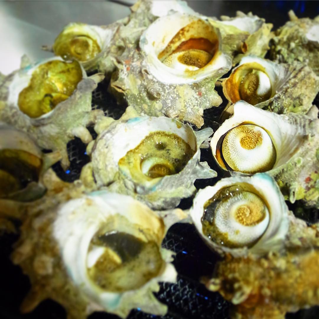 あー、今週はまずまず忙しくて、いや、ホントありがとうございましたと一週間の仕事上がりは日曜深夜…って、先日ご来店はうちの弟、地元から持って来てくれたサザエ（しかも大量！）をつまみに焼いております！（笑）リトスタじゃないみたいっすな！（苦笑）（お）