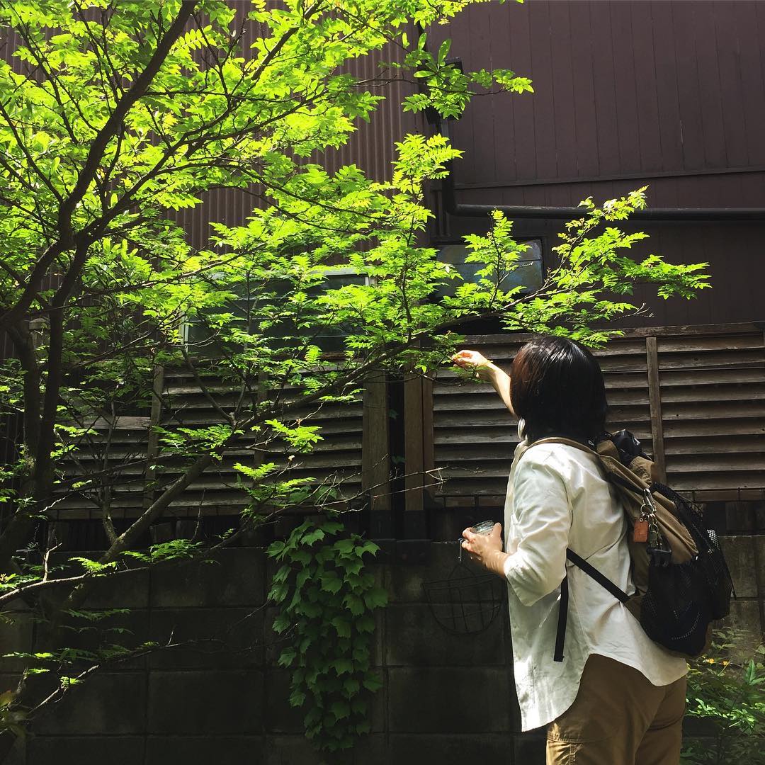 さてとGWはみどりの日の祝日！ワタクシドモオーナー夫婦は自宅裏庭の山椒の木から「たけのこと塩こんぶのチャーハン」用の木の芽を摘んでまいりました！って、育ちすぎでそろそろ摘める大きさの若葉を見つけるのが大変（笑）（お）
