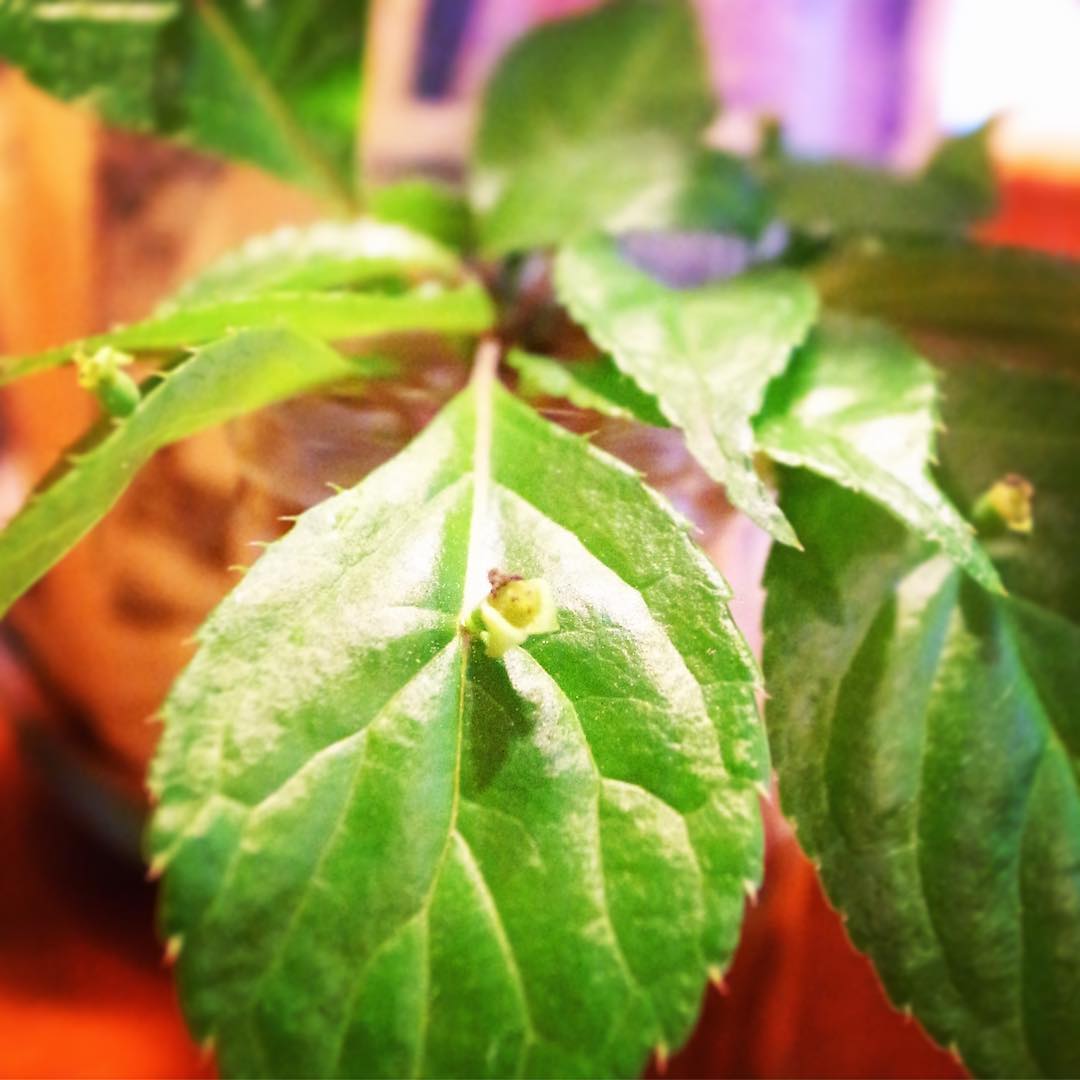 さて今日まほろばさんにコーヒー豆を取りに伺ったら…あれ？これなに？葉っぱに小さな花！…「花筏（ハナイカダ）」って言うんだよと、少しおっそわけしていただきました。このあとこの花のところに黒く丸い果実がなるそうで、それで別名「ヨメノナミダ」とも言うそうですよ…え、可愛いふりで、あなオソロシヤ（苦笑）（お）