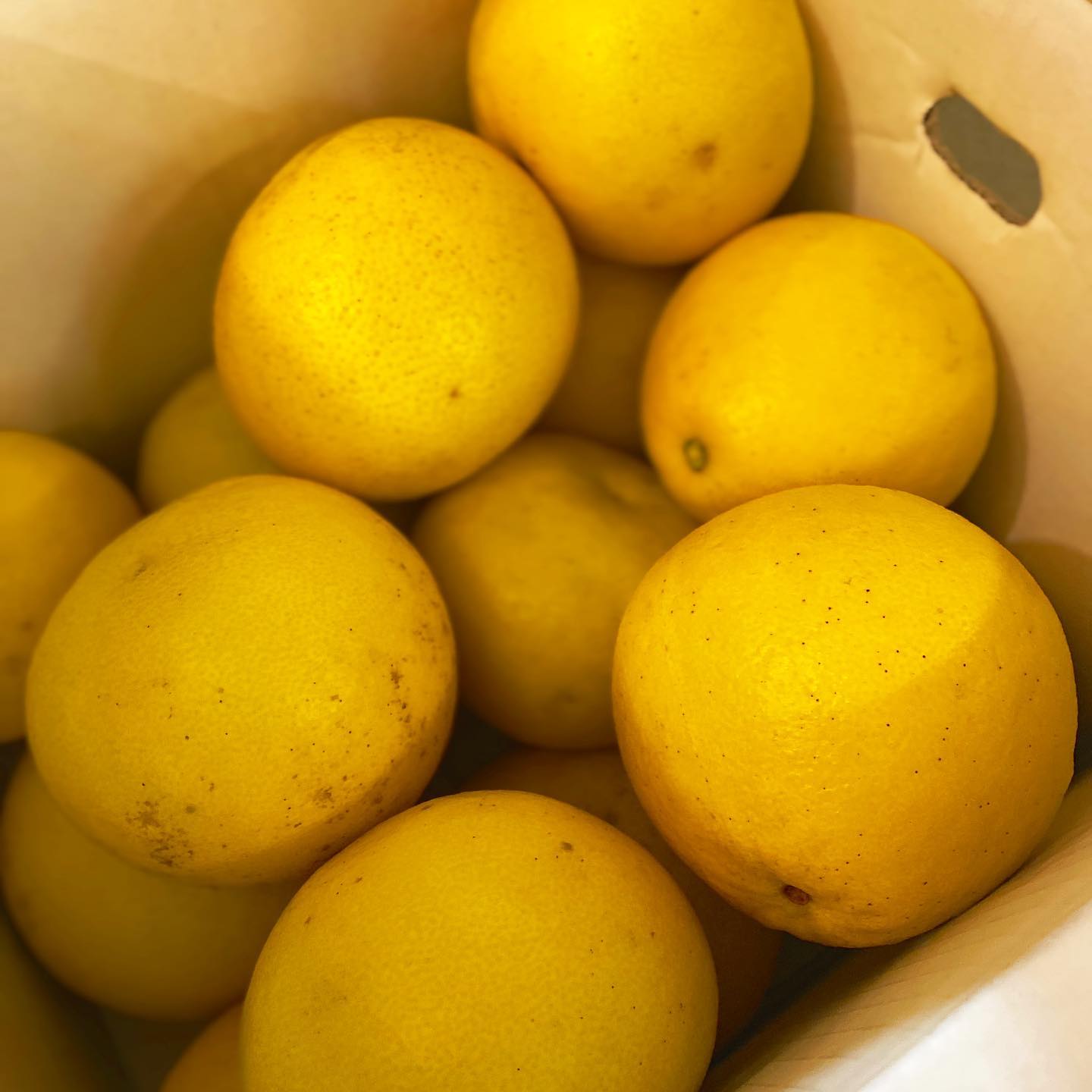 今年も元キッチンスタッフのクボさん（@高知・キイロ）から、キイロい美味しいものが届きました〜。
クボさん、ありがとう！
高知人自慢のフルーツ、文旦は久保さんがキッチン時代にリトスタにもたらした新文化。店長ミヤザキは一瞬で好きなフルーツベスト3の一画に文旦を招き入れました。こちらは片山農園さんの文旦、とてもプリプリつやつやの美しい文旦です。スタッフみんなにお裾分けして、さあ何にしましょうかね。お楽しみに？！（麻）