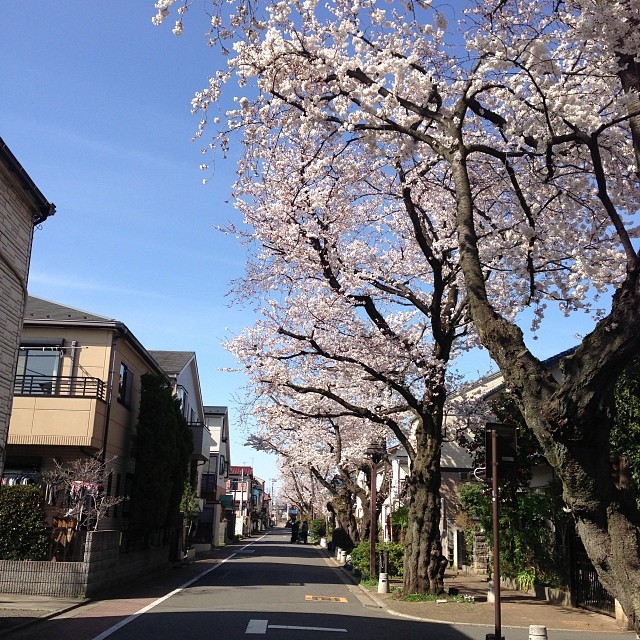 今日は休みだけど、いつもは通勤路。満開！