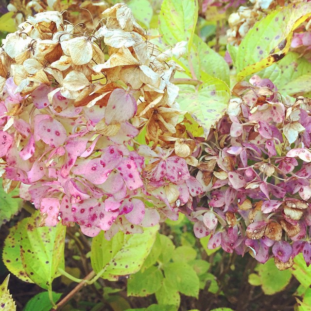 紫陽花が綺麗にドライフラワーになっていた。