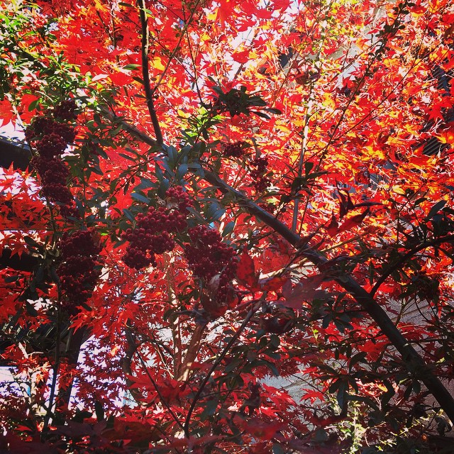 うちの紅葉は今が盛り。山査子の実も真っ赤に鈴なりです。