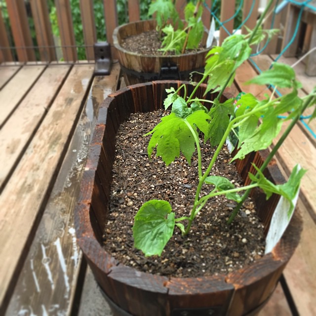 ゴーヤのう苗の植え付け完了！うまく育つかなー。目指せグリーンカーテン！