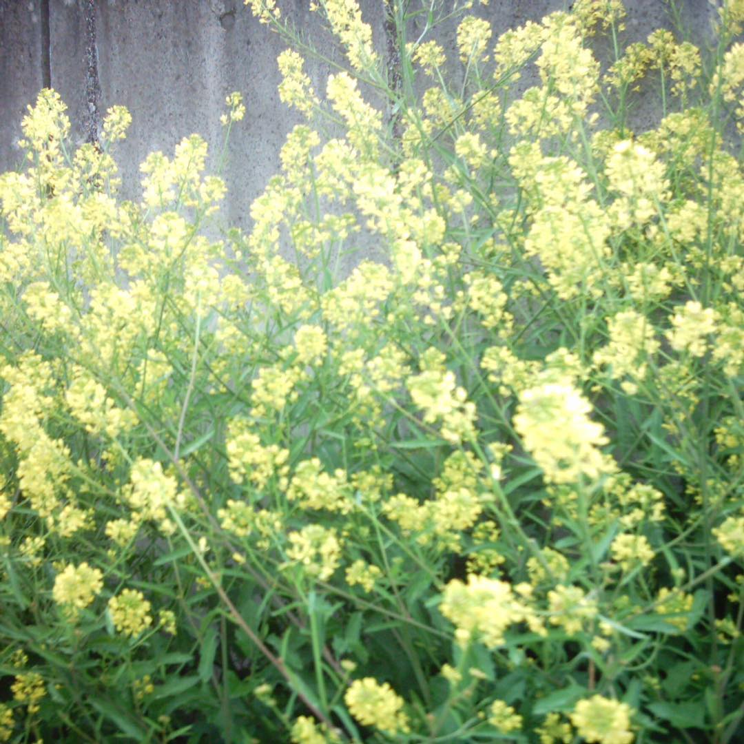 黄色くて小さい花って好きですね、道端は雨上がり、濡れた菜の花の可憐さがすてき。