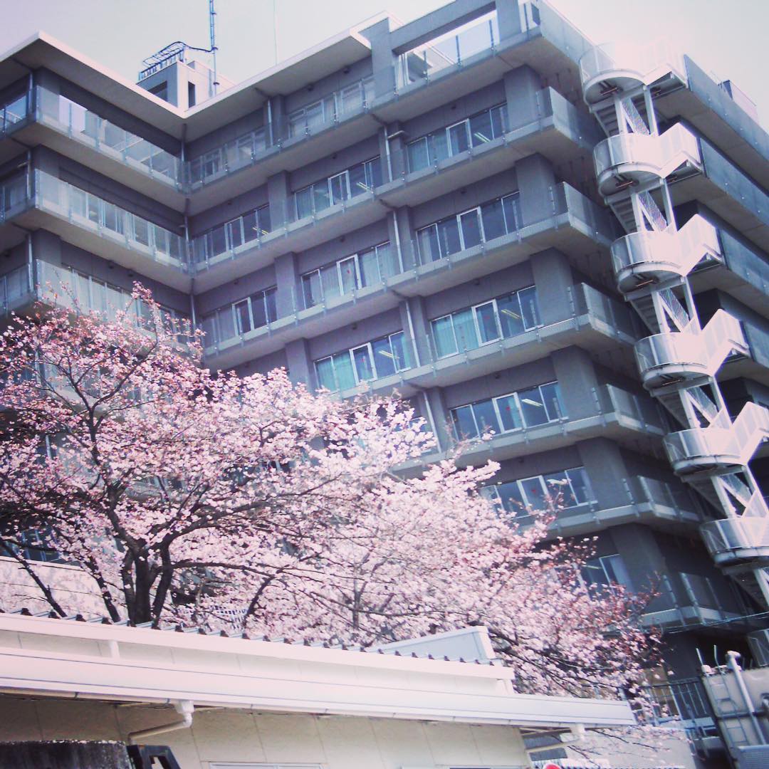 朝の通勤途中は井の頭病院裏の大桜もぼちぼち満開…って、前に建物か立っちゃったので、ちょっと残念ですけど、やっぱり見事ですよ。トイデジカメのminidigi、歩きながら撮るとぐわんと歪みます、ハイ（笑）。