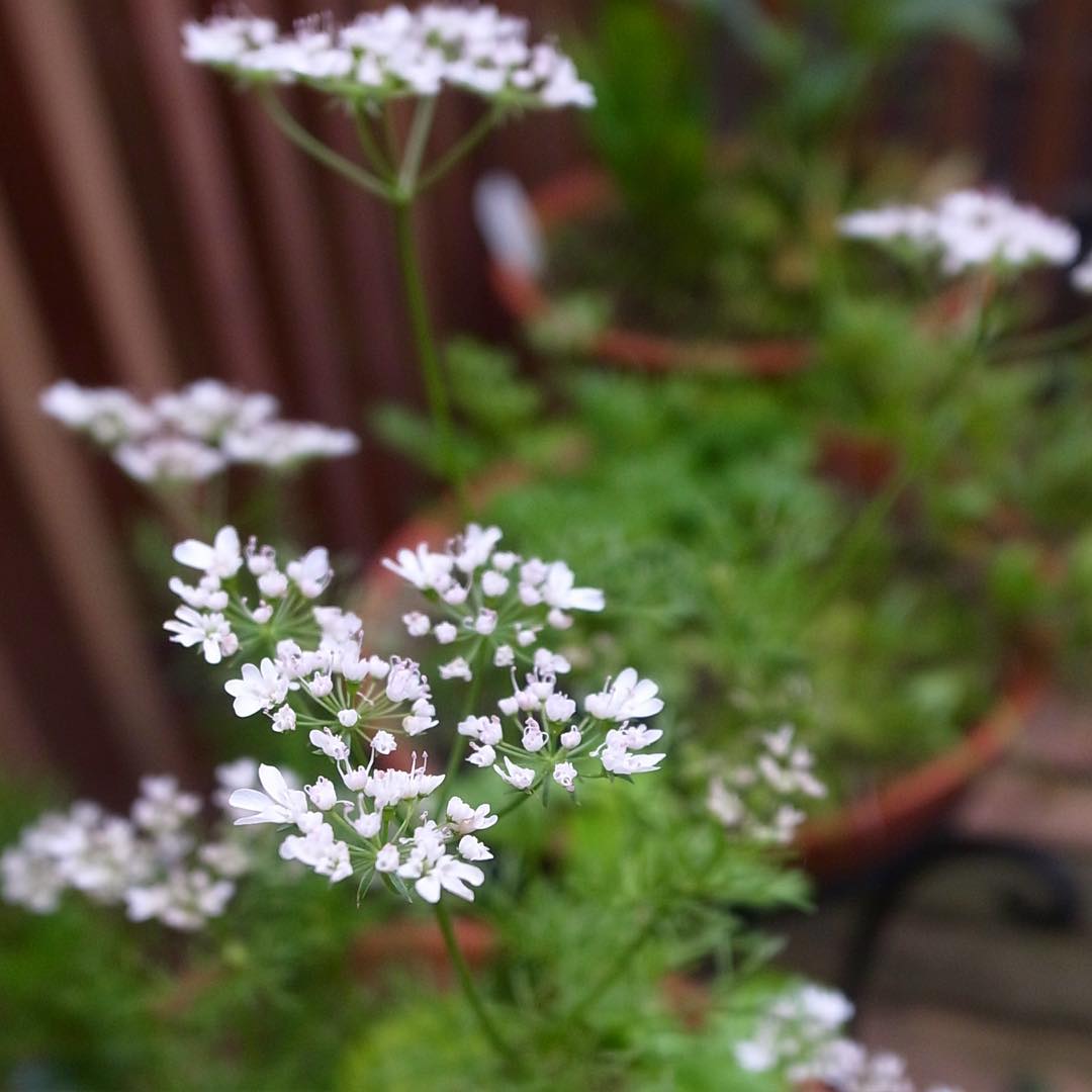 コリアンダーの花が咲いた。狙うはコリアンダーシード。