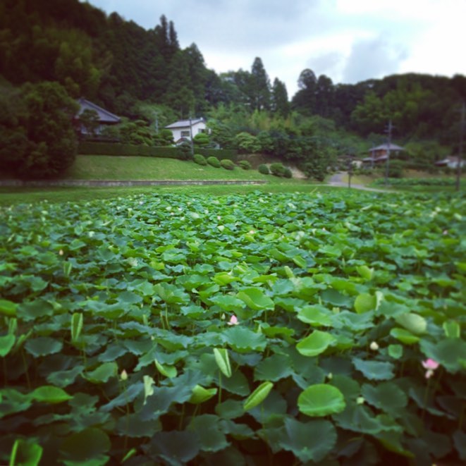 ふきの畑かな。花が咲いています。