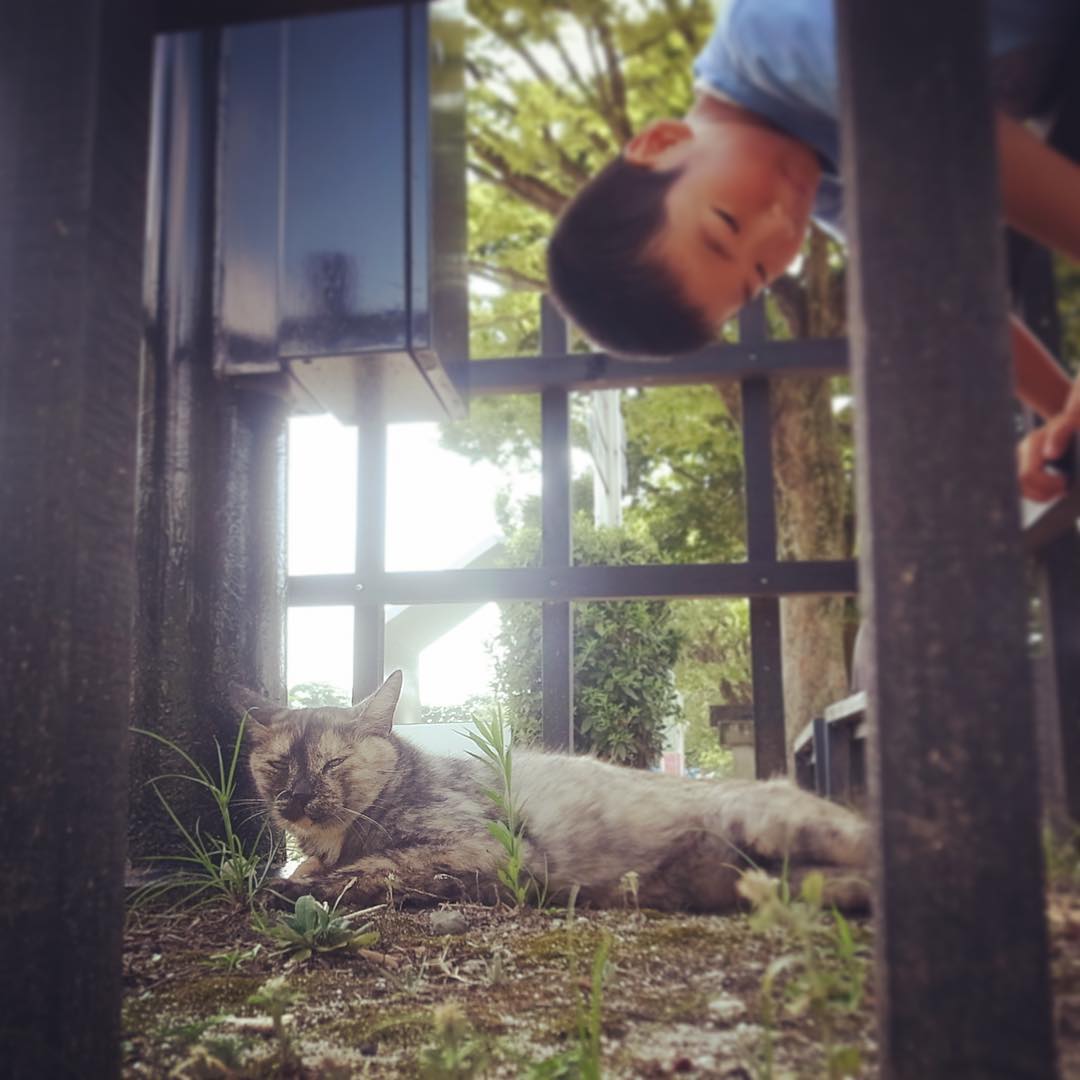 しかしホントに暑かった…ネコさんもぐったり、小学生はわりに元気（笑）。熊本城の公園…アップし忘れてた（お）