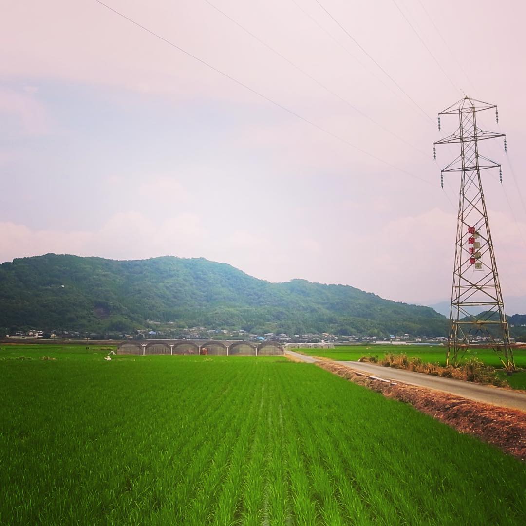 母の実家の辺りの田園風景。工藤家のひとはみんなもう亡くなってしまった。でもちゃんと覚えてるからね。（麻）