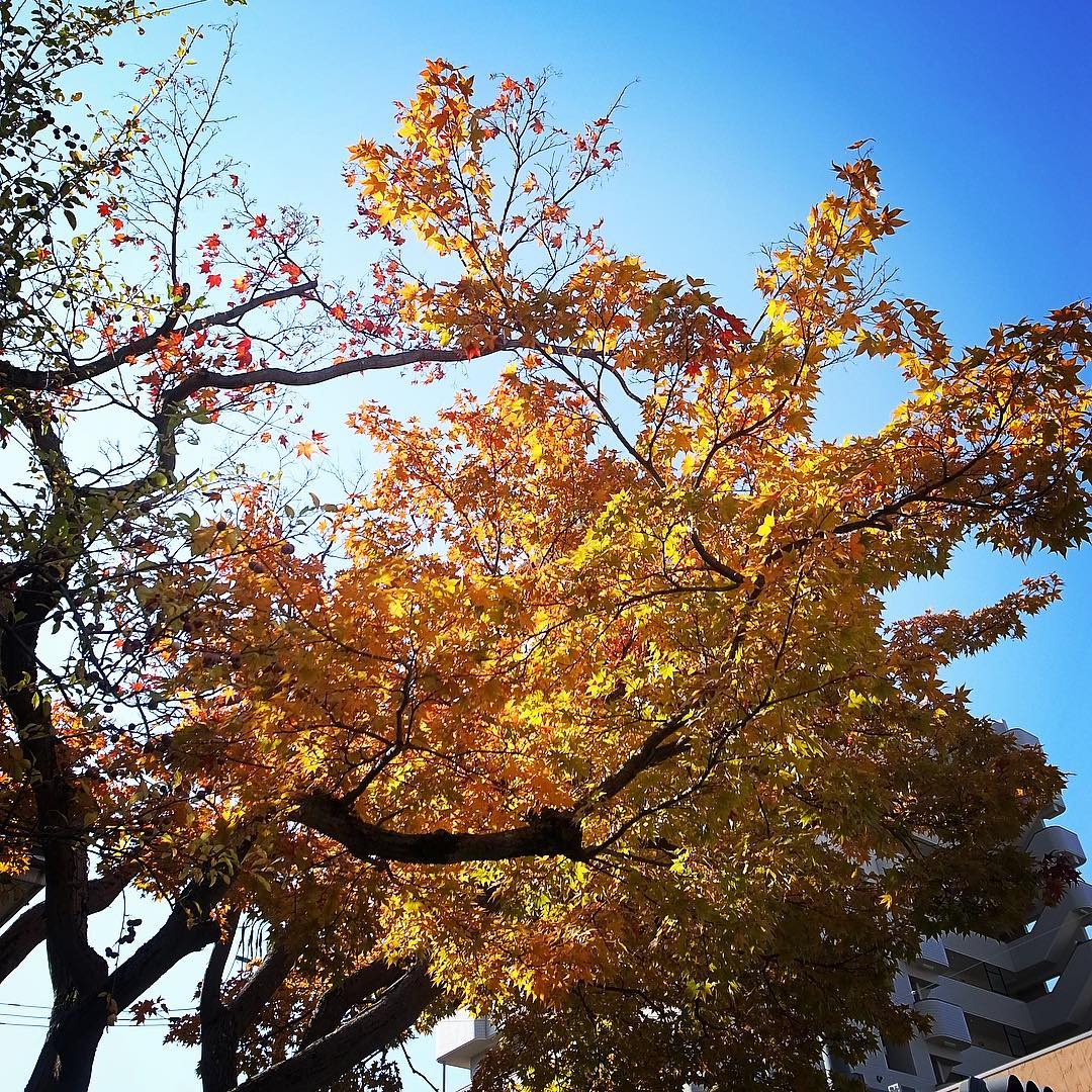 しかし盛岡いいお天気！紅葉も燃えるようです！ぶらぶら散策に出かけます！（お）