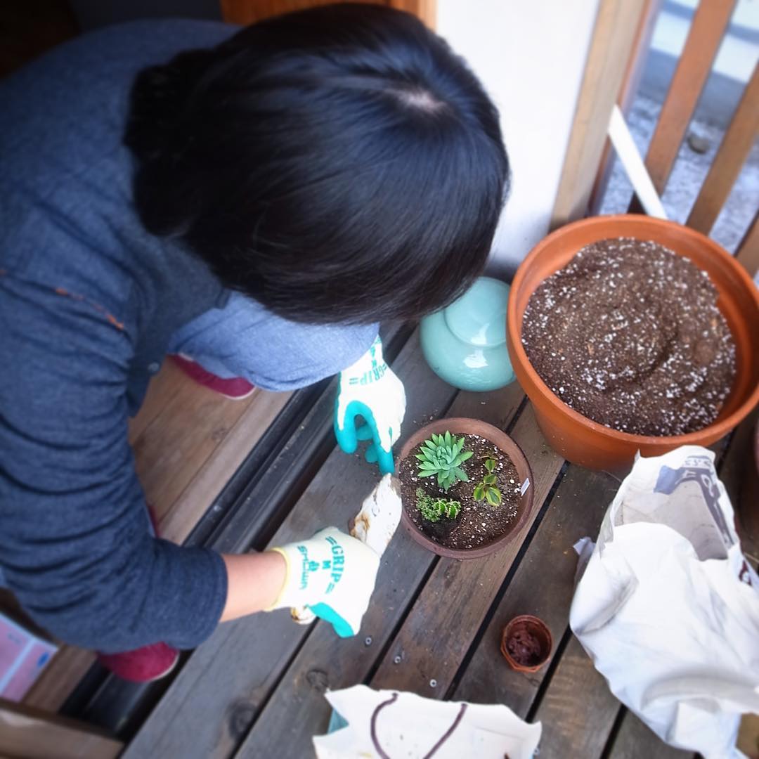 本棚作りがメインの昨日定休日でしたが、ミヤザキはちらりと多肉植物を寄せ植えてみたり（お）