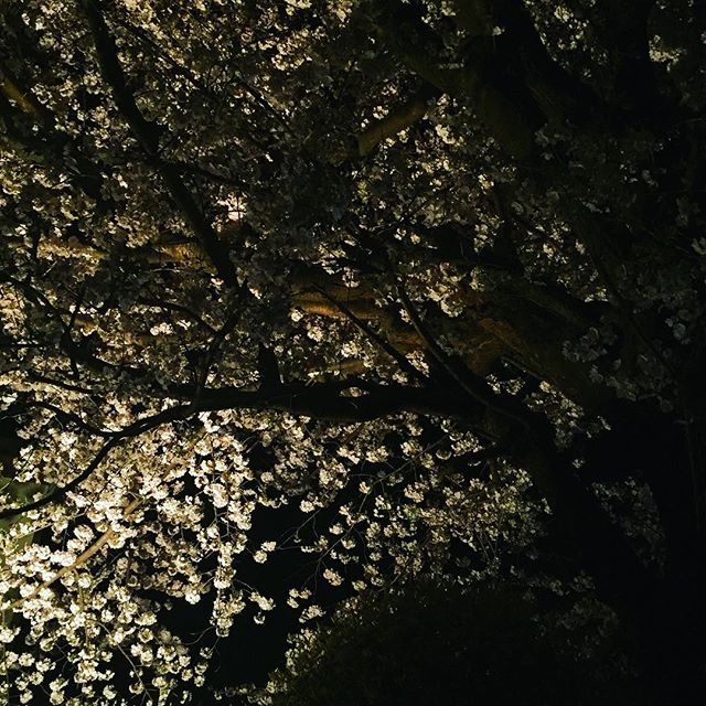 立派な桜だ。