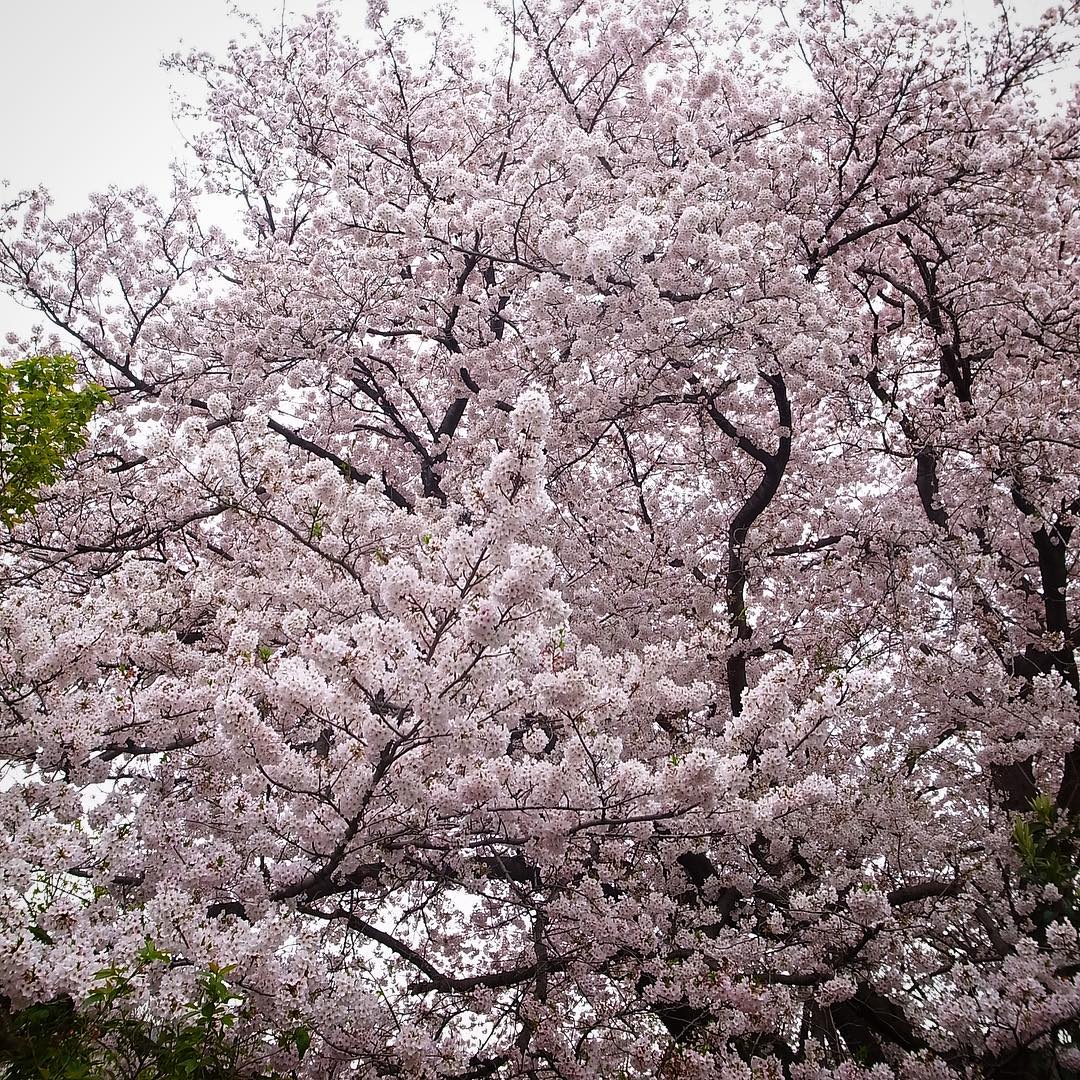 定休日…プールでしっかり泳いだあとは、久しぶりに以前の通勤道沿いの大桜を見に行きました。相変わらずの素晴らしさ、お天気がよければもっとすてきだったろうね〜…また来年見に来ます、ハイ。