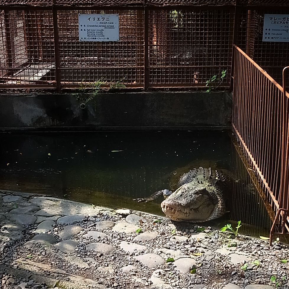 ワニの休日（お）