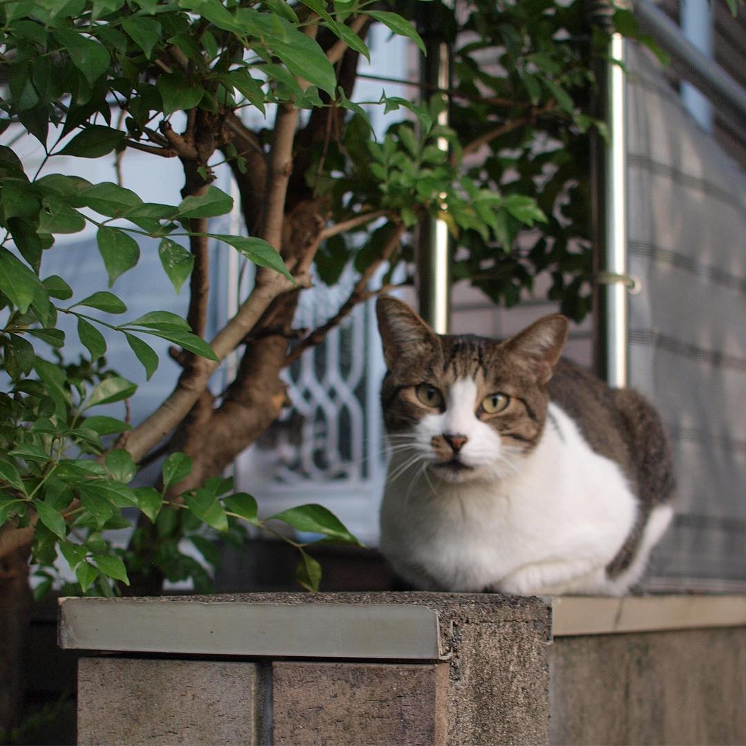 住宅街をぶらぶら歩けば、猫さんとお目にかかったり（お）