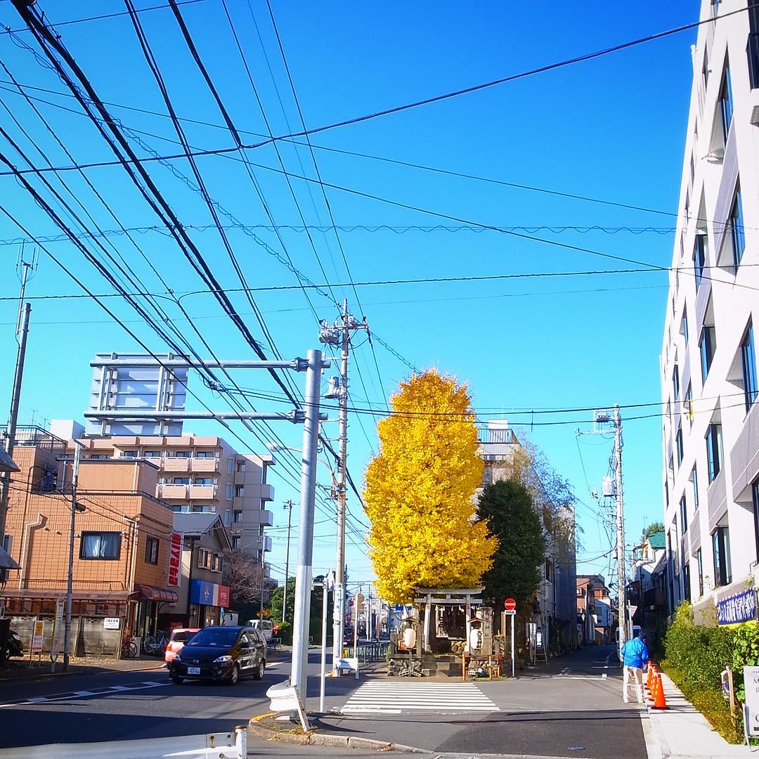 三鷹は連雀通り沿い、横道との三角地の先っぽにある大鷲神社の銀杏が燃えるようにきれいで、でも朝の出勤は慌しい徒歩通勤…なかなか写真を撮れなかったけど、散ってしまう前にとパチリ。この銀杏の裏手にいつもお邪魔することイタリアンはScimiscieddaさんがあります…って、ワタクシ今日は風邪っぴきの月曜日、大人しくしてます、ハイ（苦笑）。