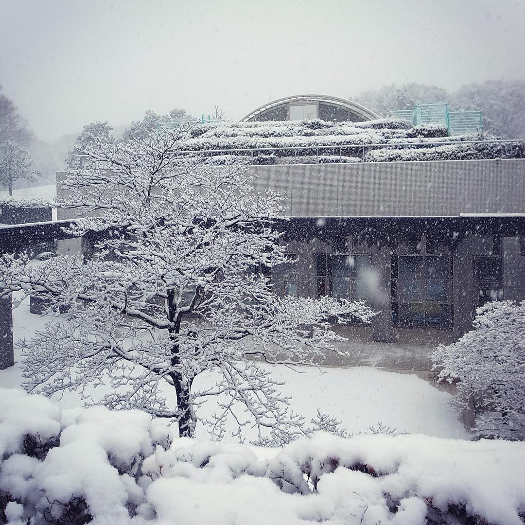 大雪の定休日はそれでも調布市の体育館で雪見泳…奥の建物がプールで、さすがにこの雪、6レーンに利用者はワタクシを含めてたったの3人、いや、それだけ少ないとそれはそれでちょっと落ち着かないね（笑）。