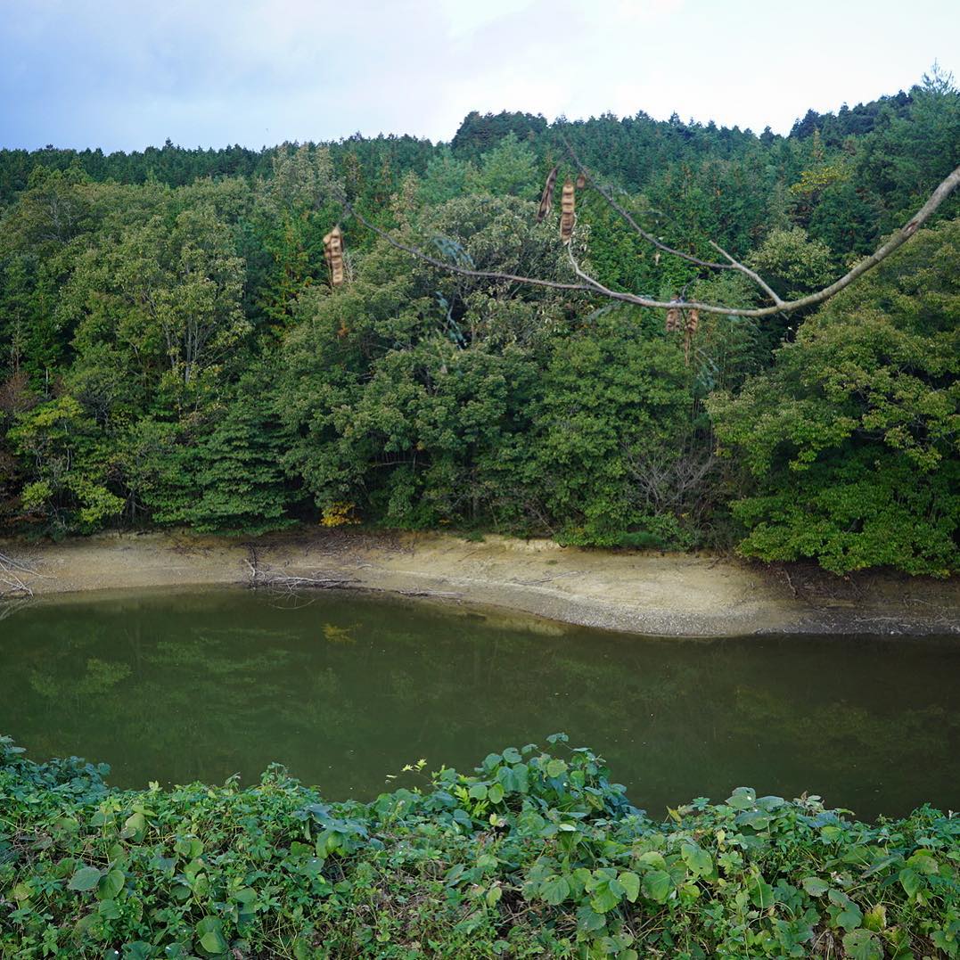 栗林の奥には池というか…子どもの頃はちょっとここが怖かったな…でもこの季節は水が引いて、下りて一周歩いたりしてた（お）