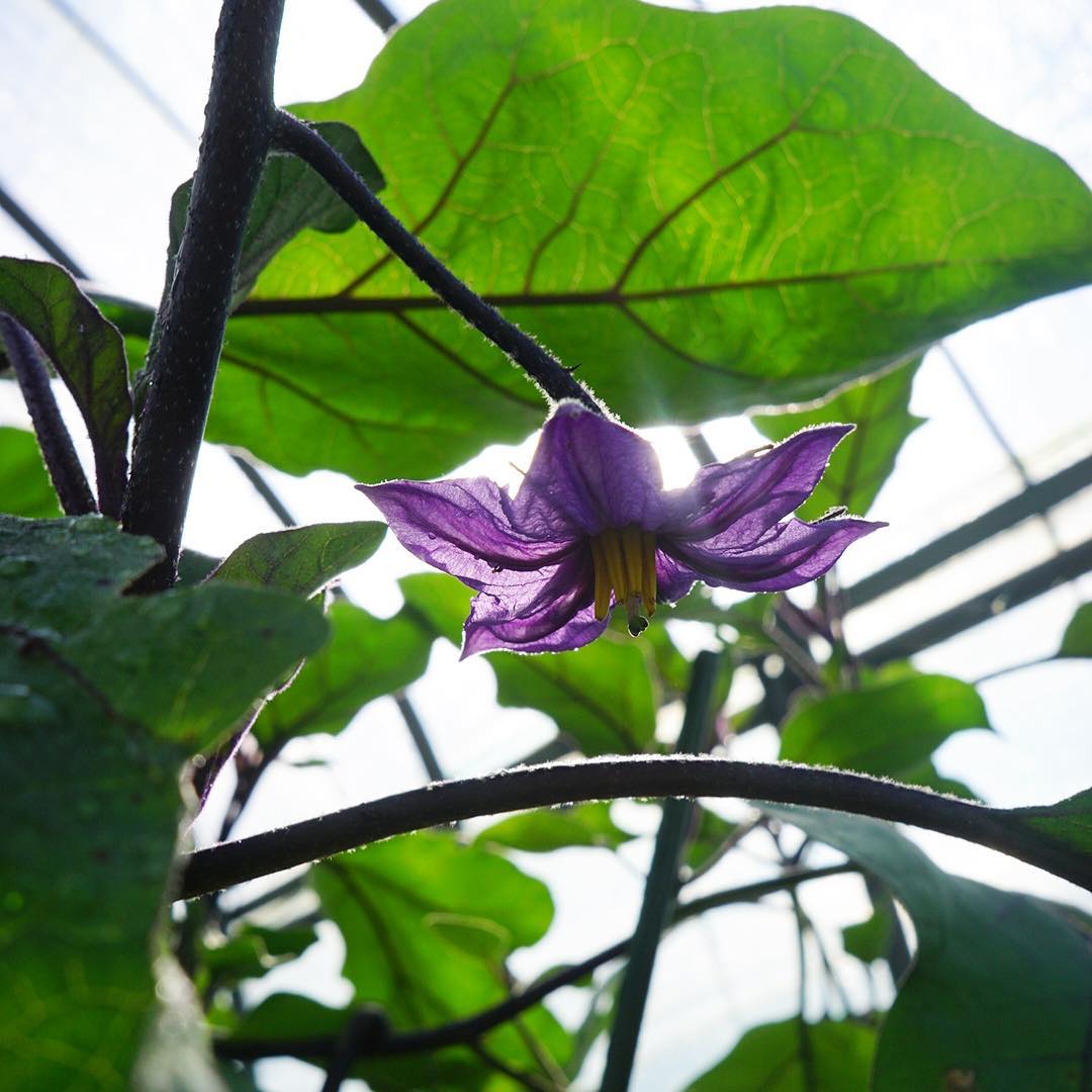 茄子の花は控えめに下を向いて咲くんだね…その紫色もまた楚々として実にすてき（お）