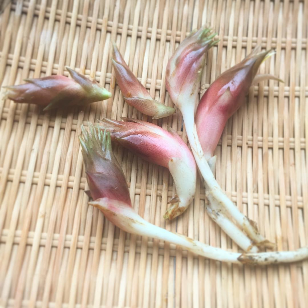 母が庭に植えた茗荷。隆盛しまくったので数年前にかなり伐採したのだが、地下茎でどんどんまた増える。今年も増えて、晩夏はヤブ蚊が恐ろしく近づけず、今更まだあるかな？と近づいてみたら、少し茗荷が採れました。
というわけで、完全無農薬ほっぽりぱなし自家栽培茗荷。