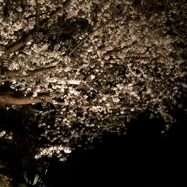 真夜中にもライトアップしてらっしゃる、他人様のおうちで夜桜見物。