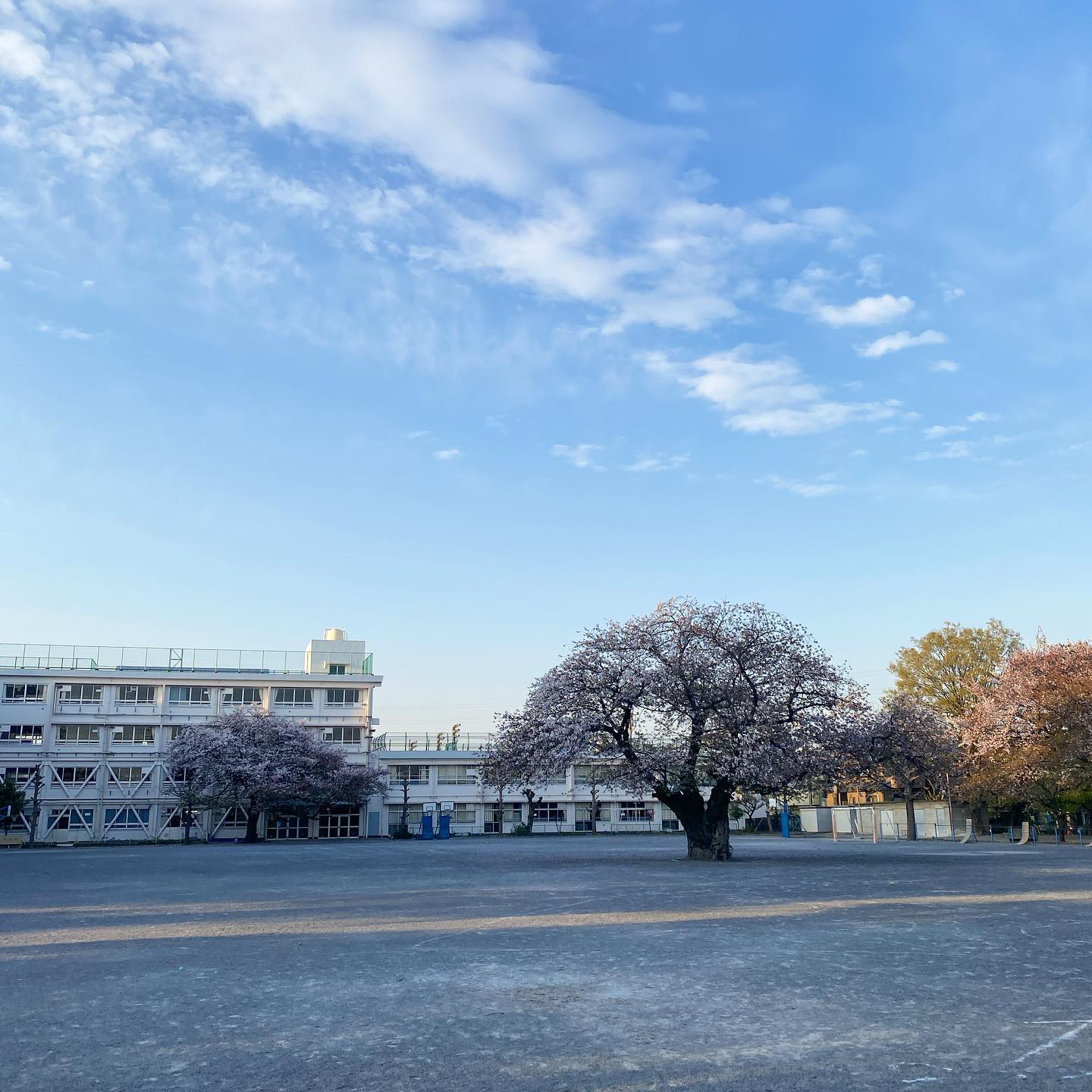 買い物の途中、母校の小学校の前を通る。校庭の真ん中に自慢の桜の木。運動会もこの周りをぐるぐる走る。サッカーの授業でボールが引っかかる。でも素敵な桜の木。散りかけでも美しい、ずっと残っていて欲しい。