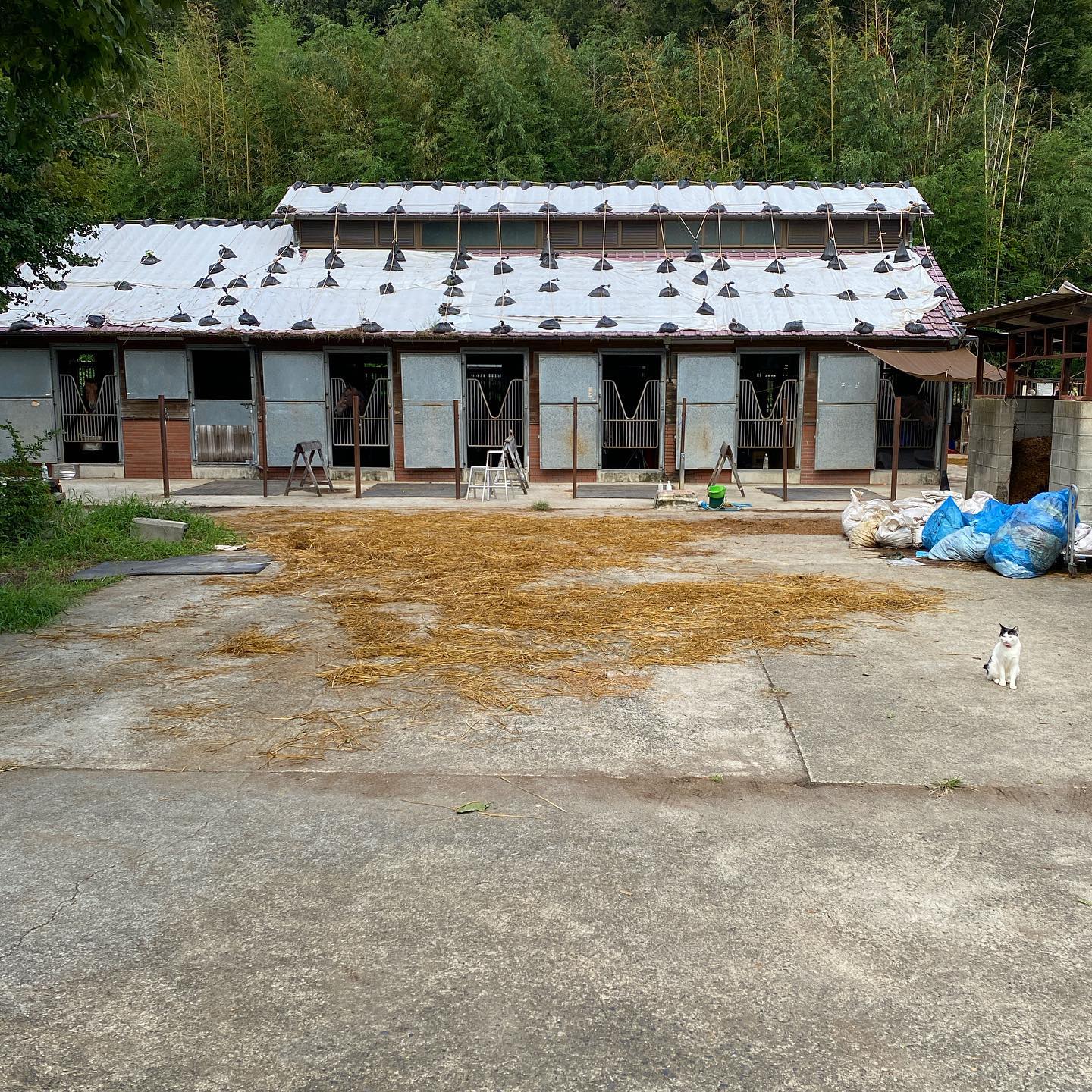 東大馬術部の馬小屋を覗く。猫がニャーニャー言いながら歩いてきた