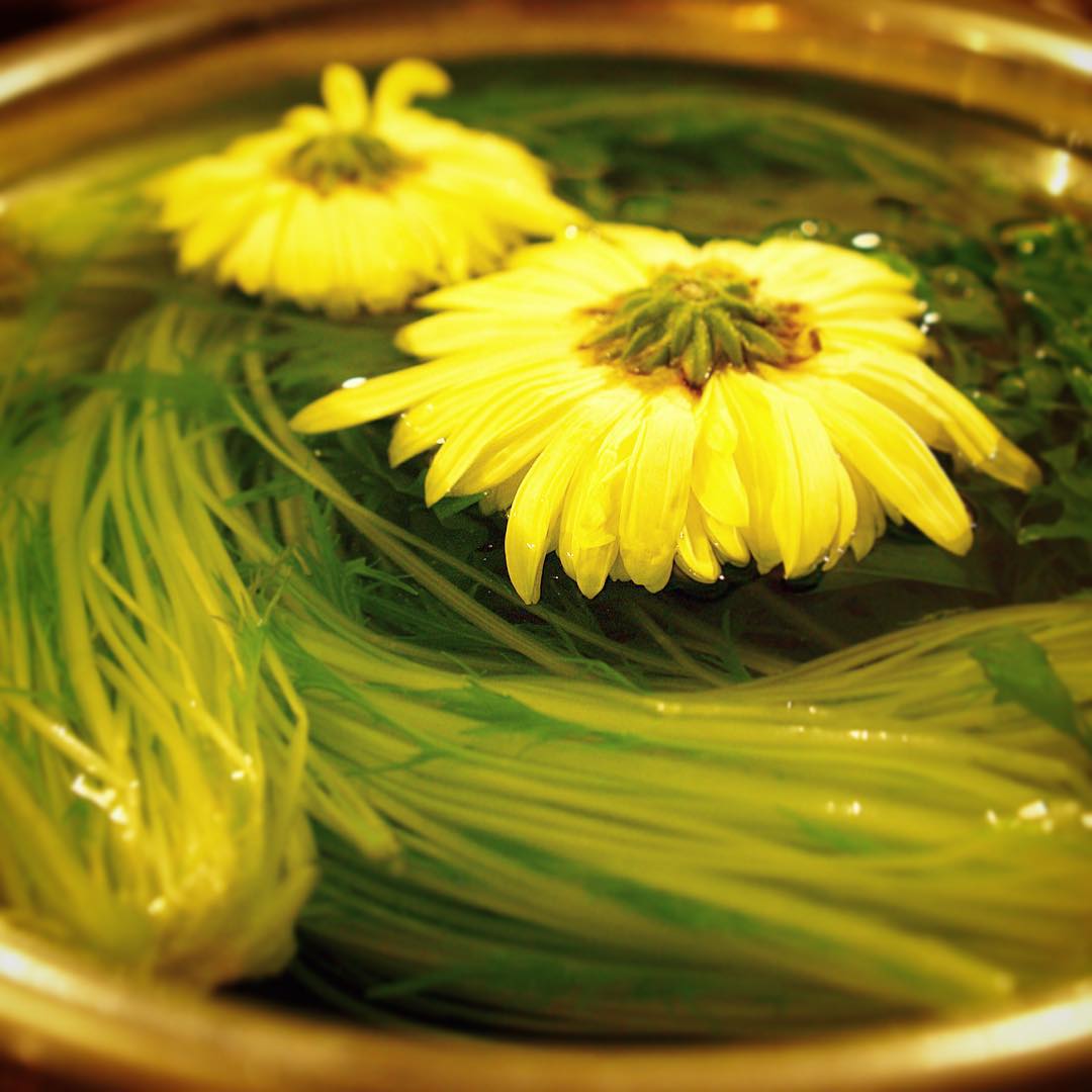 水菜と菊花電車静かに水に浸してありますねと…菊の花を下にしてるのはごみとか虫とかを落とすためなんだそうですよと、えぇ、今夜はさっくり舞茸と合わせて、おひたしのさっぱりサラダでお出ししますね！（お）