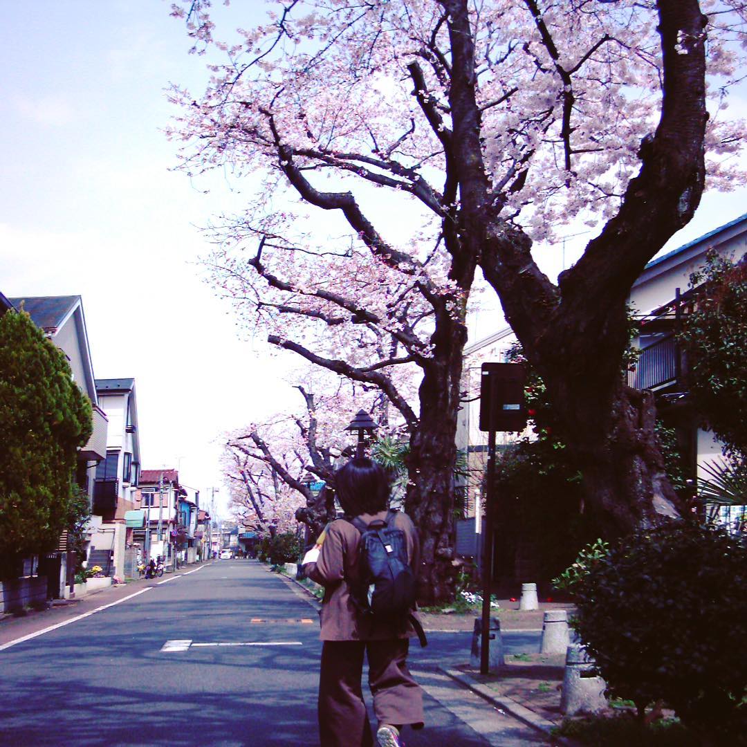 ワタクシドモオーナー夫婦、朝の徒歩通勤は住宅地の裏道、桜街道（勝手にそう呼んでいる）の桜もそろそろ見頃であります！（お）