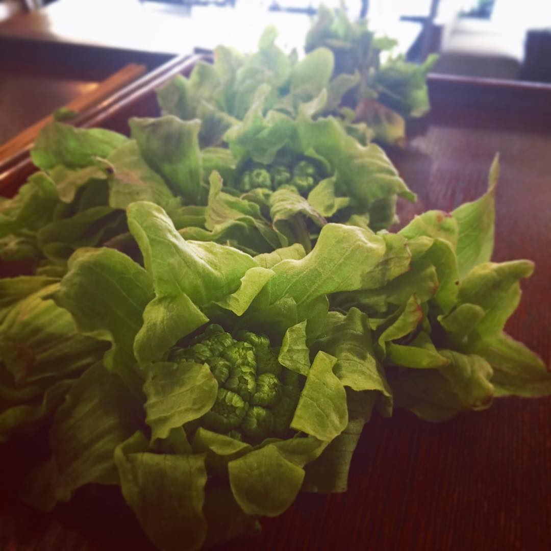 昨日、仕事で上京するツレアイokayanの弟あっちゃんに持って来てほしいものを聞かれて、ふきのとう採ってきて！とリクエストしたら、本当にたくさんのふきのとうを採ってきてくれました！
さて、何にしようと考えて、新メニューに挑戦することにしました！ふきのとうのコロッケ！春のメニュー、続々ですよ〜（麻）