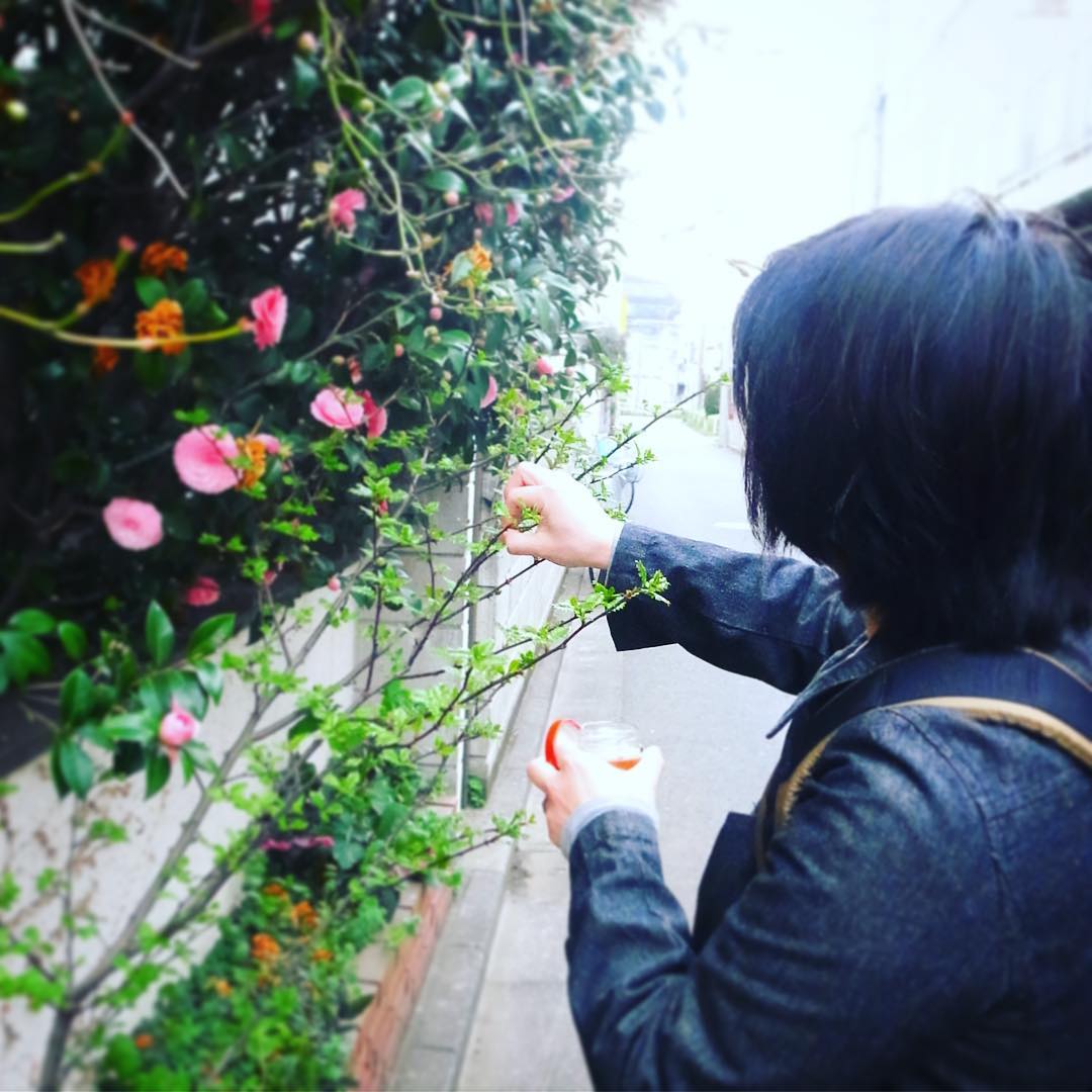 そしてたけのこと言えばやっぱり山椒の若芽は木の芽！ワタクシドモオーナー夫婦自宅は玄関脇の花壇、数年前からひょっこり生えてきた若い山椒の木はぼちぼち木の芽が取り放題！わいわい摘んで来ましたよ！（お）