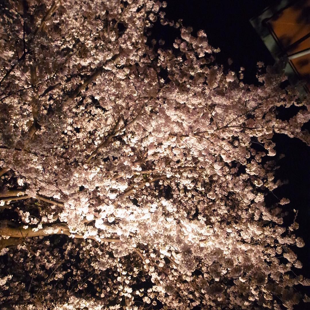 なかなか疲れて金曜の夜、帰り道はちょいと気になって寄り道、ライトアップされてる満開の桜！…あー、そんなゆっくり花見も出来ないけど、帰り道の夜桜は、そんなワタクシドモオーナー夫婦にはご褒美みたいなうれしさよ（笑）（お）