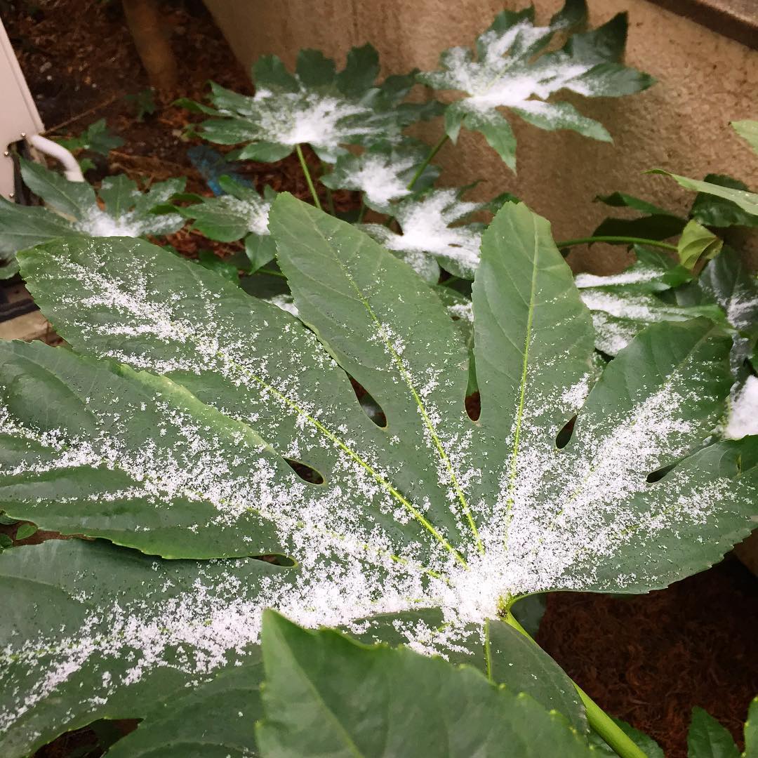 さてと雪だよ！連休初日の土曜日！朝出勤は自宅玄関まえもほんのり雪化粧（お）