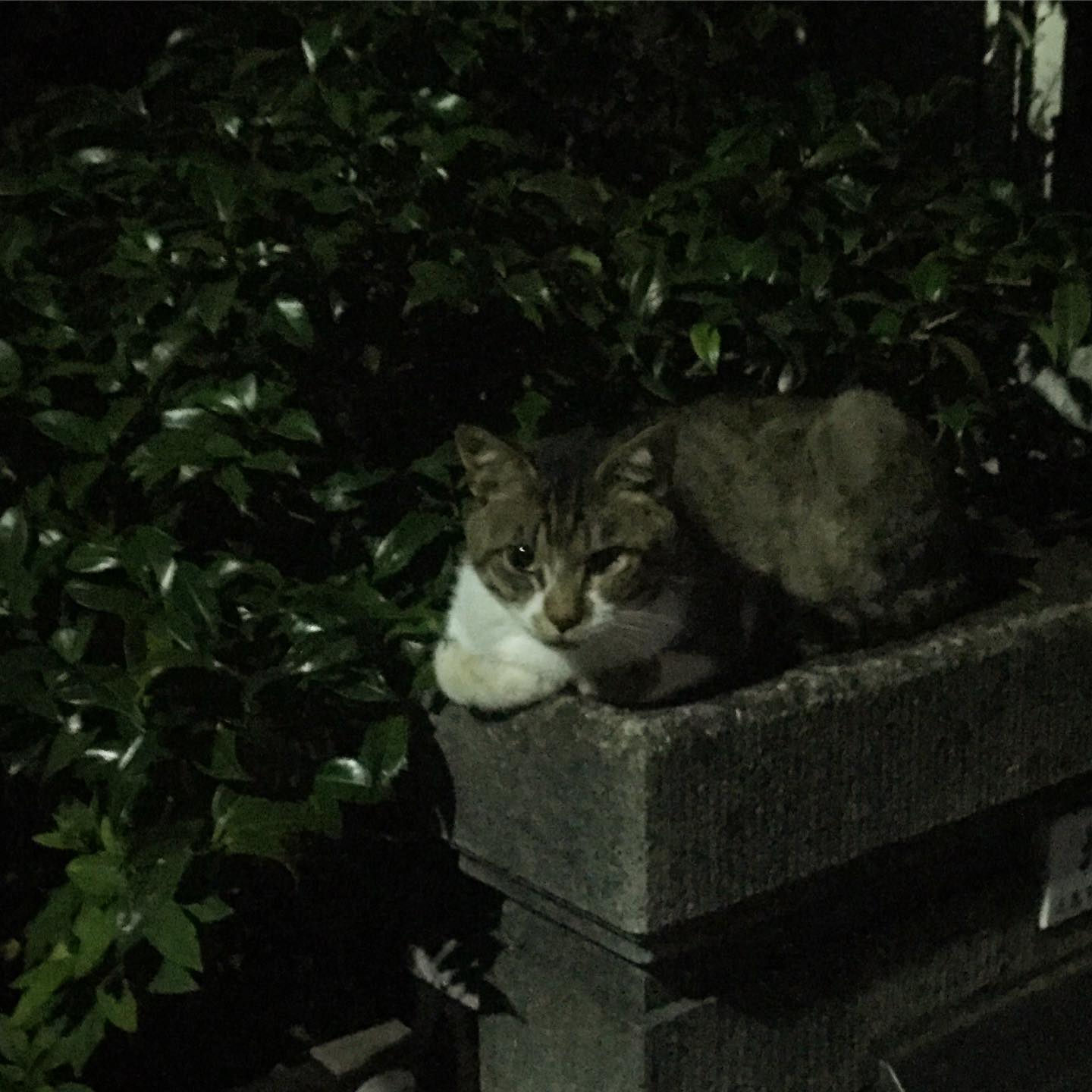 深夜いつもの帰り道、あれれ？そんなところで夕涼み？と、あなたそういやこの間もそこにいたねと（笑）お気に入りの場所なんですかね？また会いましょうね！（お）